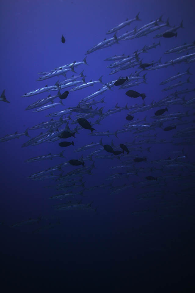 fotografia, materiale, libero il panorama, dipinga, fotografia di scorta,Un barracuda del mare profondo, barracuda, Grande barracuda, Scuola di pesce, Il mare