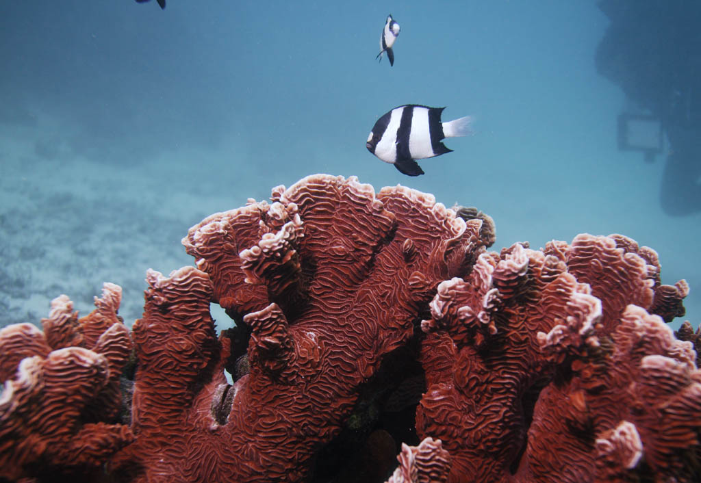 fotografia, materiale, libero il panorama, dipinga, fotografia di scorta,Corallo e pesce tropicale, Pesce tropicale, , Corallo, 