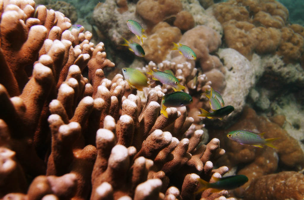 fotografia, materiale, libero il panorama, dipinga, fotografia di scorta,Corallo e pesce tropicale, Pesce tropicale, , Corallo, 