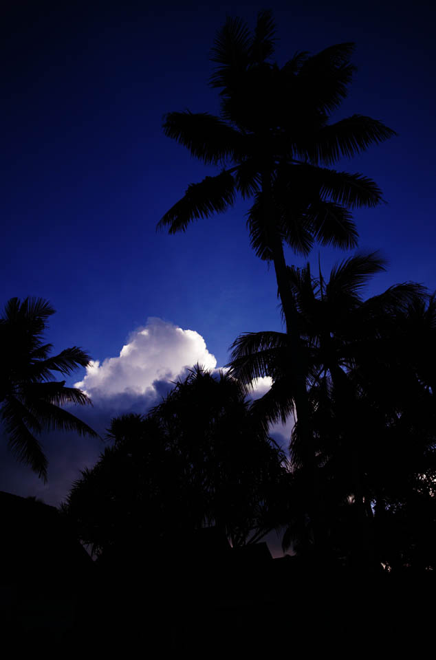 photo,material,free,landscape,picture,stock photo,Creative Commons,Cloud and Lasi that can shine, coconut tree, cloud, Lasi, blue sky