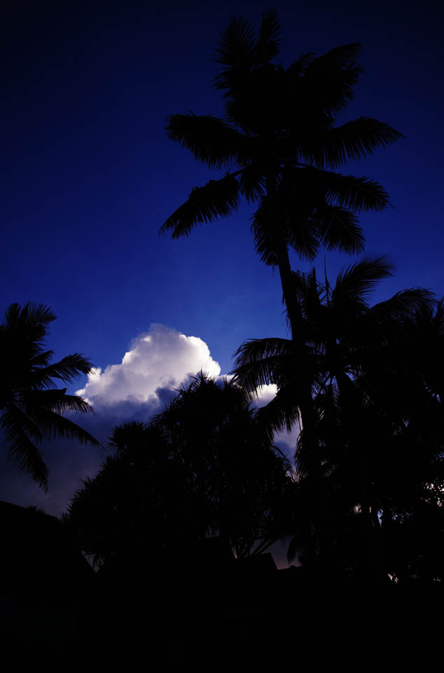 photo, la matire, libre, amnage, dcrivez, photo de la rserve,Nuage et Lasi qui peuvent briller, cocotier, nuage, Lasi, ciel bleu