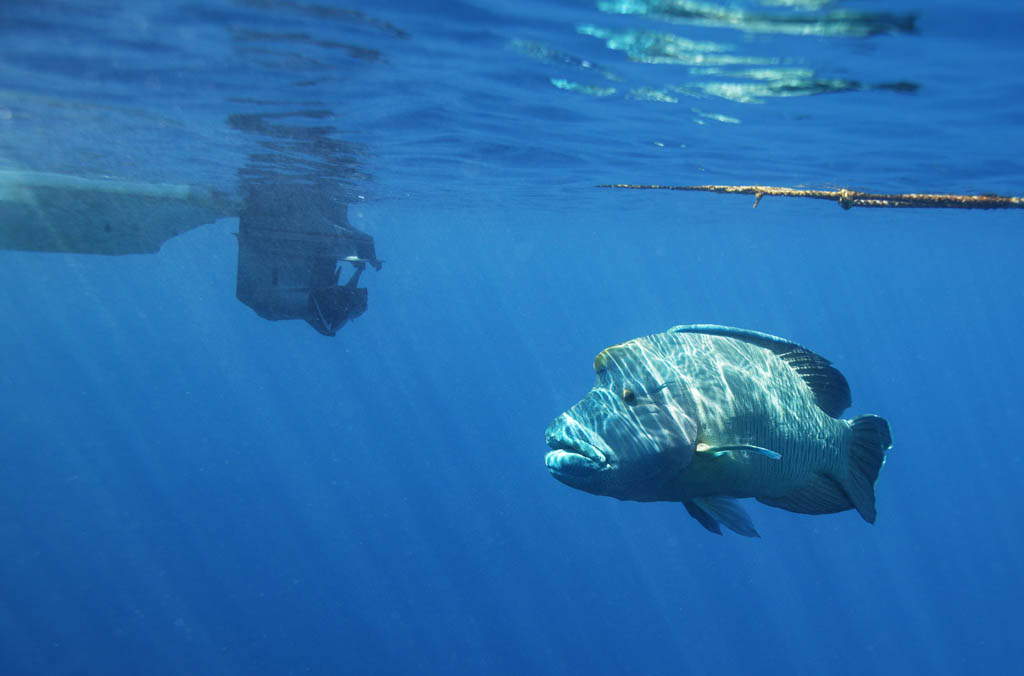 fotografia, materiale, libero il panorama, dipinga, fotografia di scorta,Una riunione, barca, Pesce tropicale, Napoleone il pesce, Il mare