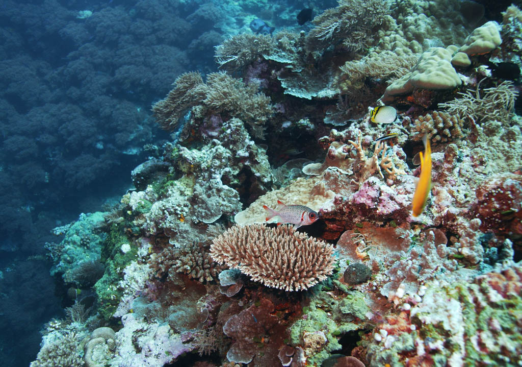 photo, la matire, libre, amnage, dcrivez, photo de la rserve,Corail et poisson tropique, Poisson tropique, Corail, , La mer