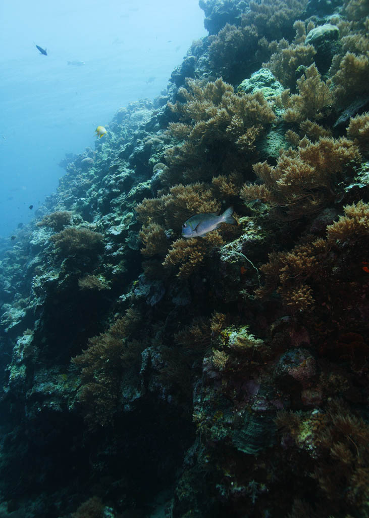 fotografia, material, livra, ajardine, imagine, proveja fotografia,Um precipcio subaqutico, peixe, Coral, , precipcio