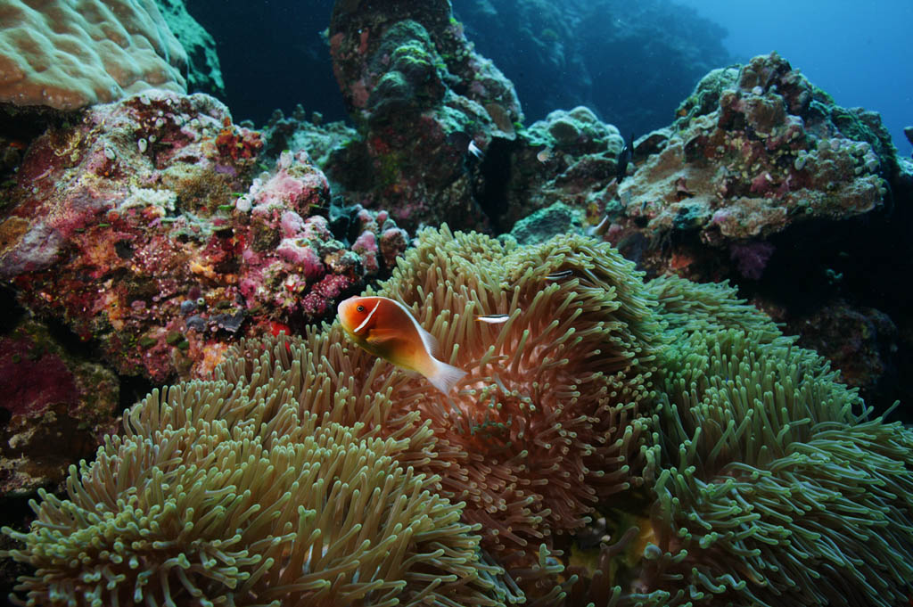 Foto, materiell, befreit, Landschaft, Bild, hat Foto auf Lager,Gre eines Anemonen fischen, Anemonenfisch, Nimmo, , seanemone