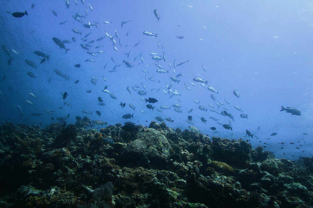 photo,material,free,landscape,picture,stock photo,Creative Commons,Fish in sun light, The sea, Coral, , Water