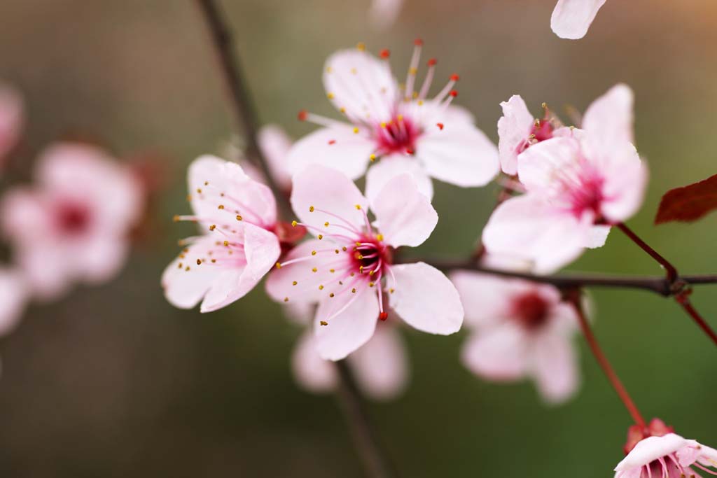 photo,material,free,landscape,picture,stock photo,Creative Commons,The cherry blossoms, , , , 