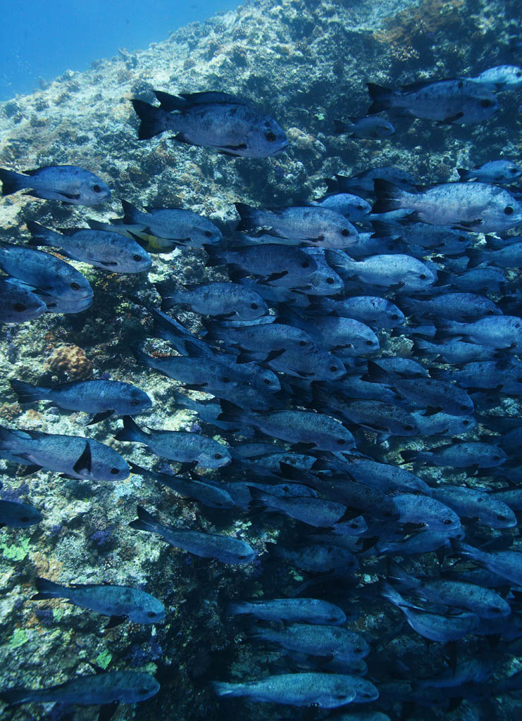 photo,material,free,landscape,picture,stock photo,Creative Commons,A school of fish, The sea, Coral, , School of fish