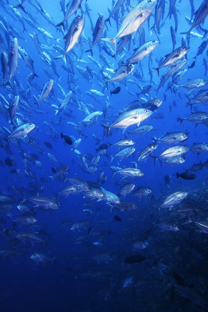 fotografia, materiale, libero il panorama, dipinga, fotografia di scorta,Una scuola di scombri equini, Il mare, scombro equino, , Scuola di pesce