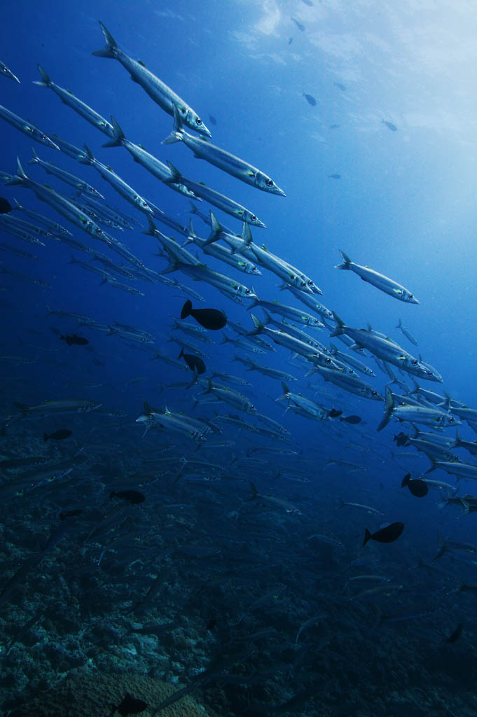 photo, la matire, libre, amnage, dcrivez, photo de la rserve,Une cole de poisson, La mer, Bleu, plante indigo, cole de poisson