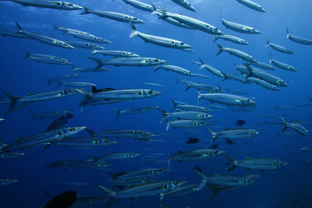 photo, la matire, libre, amnage, dcrivez, photo de la rserve,Une cole de poisson, La mer, Bleu, plante indigo, cole de poisson