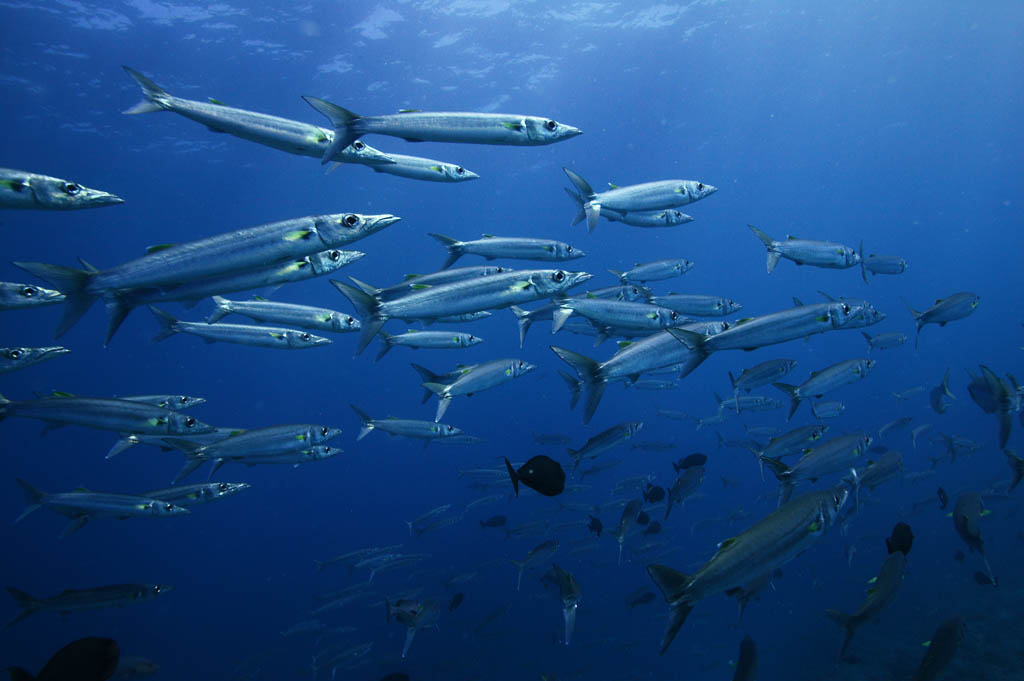 photo, la matire, libre, amnage, dcrivez, photo de la rserve,Une cole de poisson, La mer, Bleu, plante indigo, cole de poisson