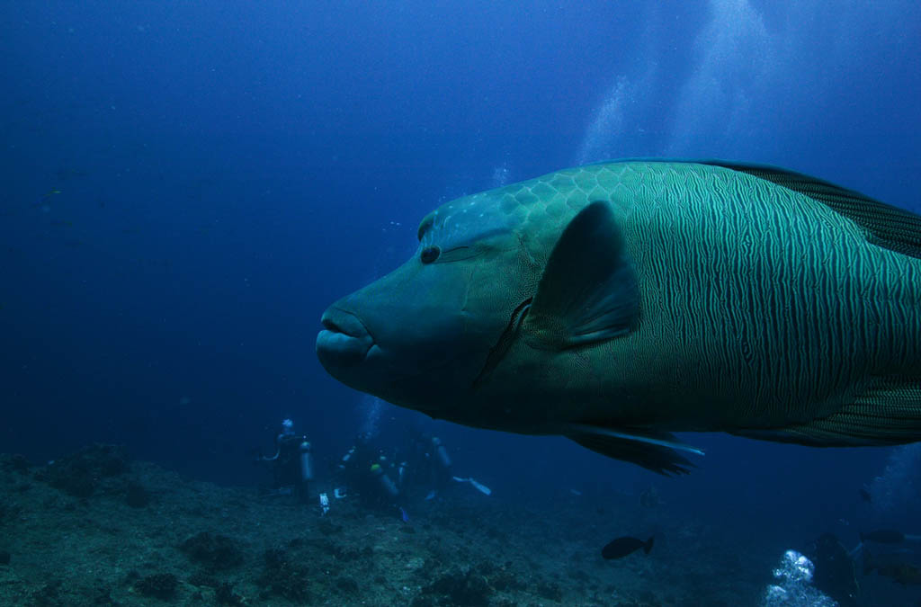 fotografia, materiale, libero il panorama, dipinga, fotografia di scorta,Un angelo custode di un tuffatore, Il mare, tuffandosi, tuffatore, Napoleone il pesce