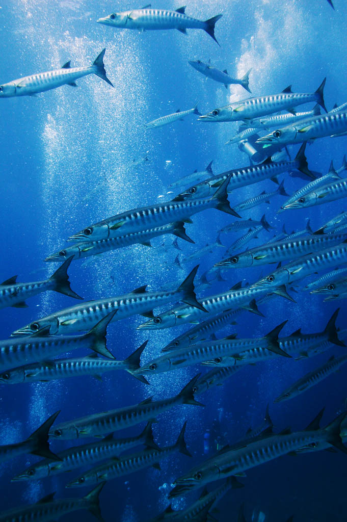 fotografia, material, livra, ajardine, imagine, proveja fotografia,Uma escola de barracuda, O mar, Azul, Grande barracuda, Cardume