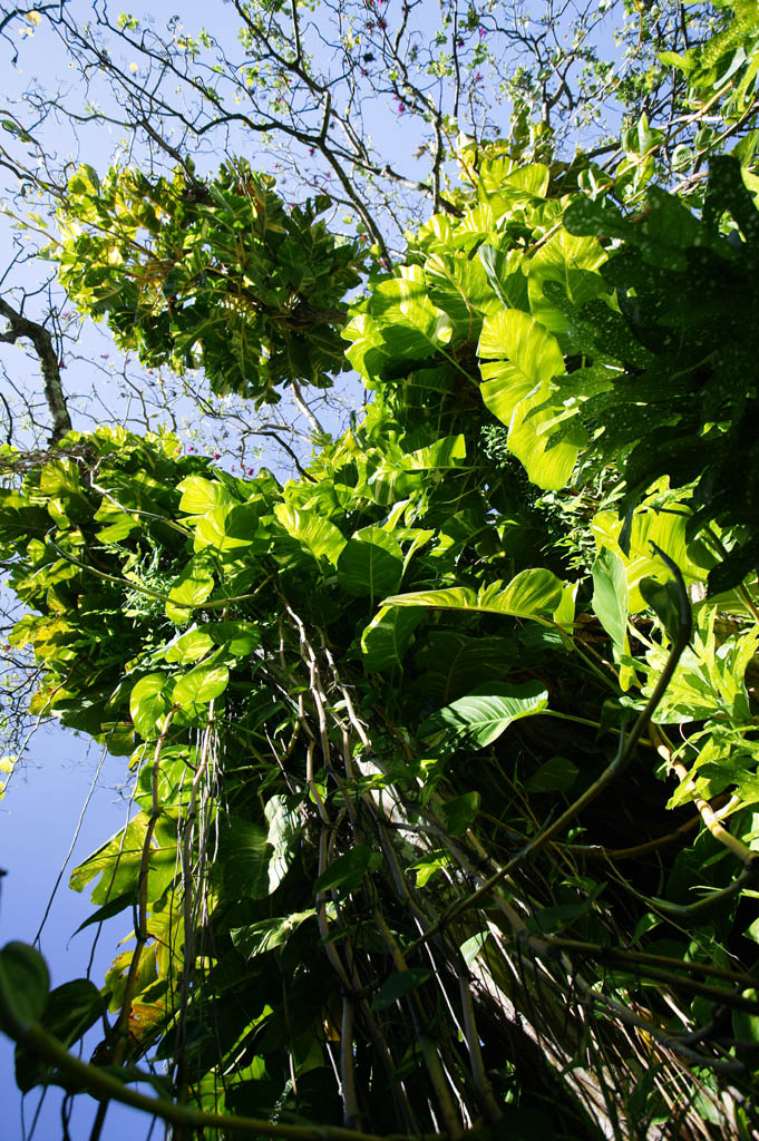 Foto, materieel, vrij, landschap, schilderstuk, bevoorraden foto,Jungle klimop-aronskelk, Houseplant, De jungle, Ik ben groen, Vel