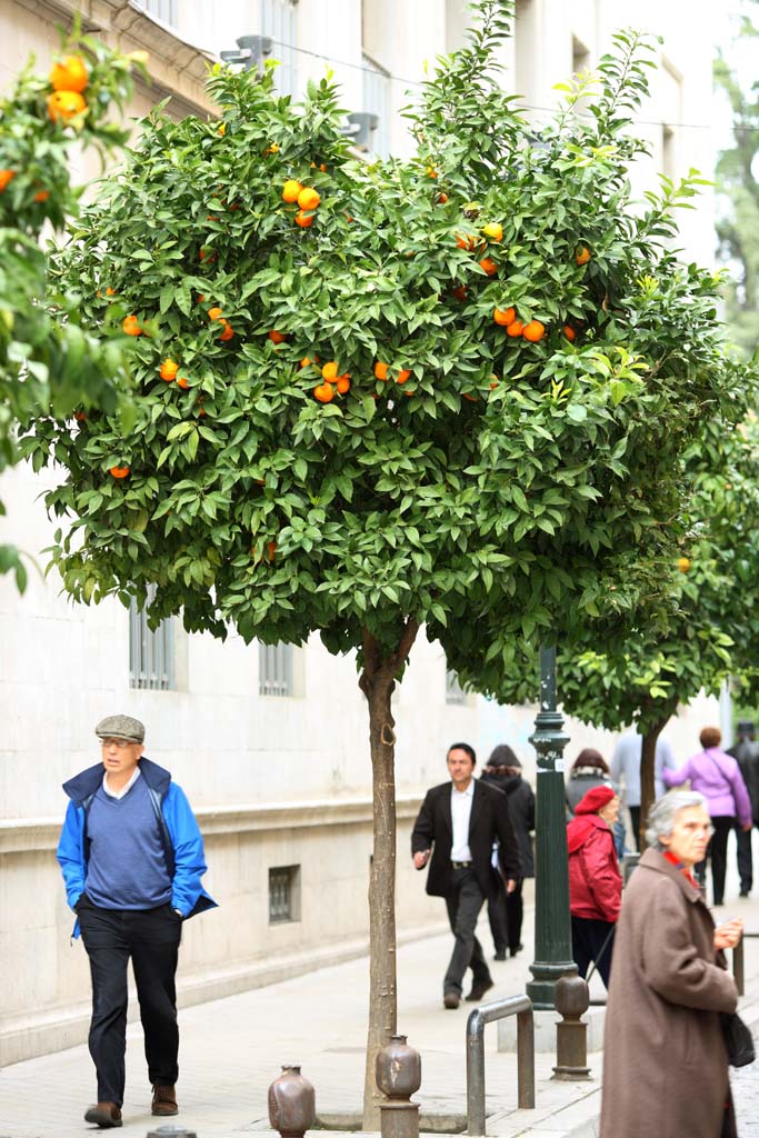 Foto, materieel, vrij, landschap, schilderstuk, bevoorraden foto,Granada Tour City, , , , 