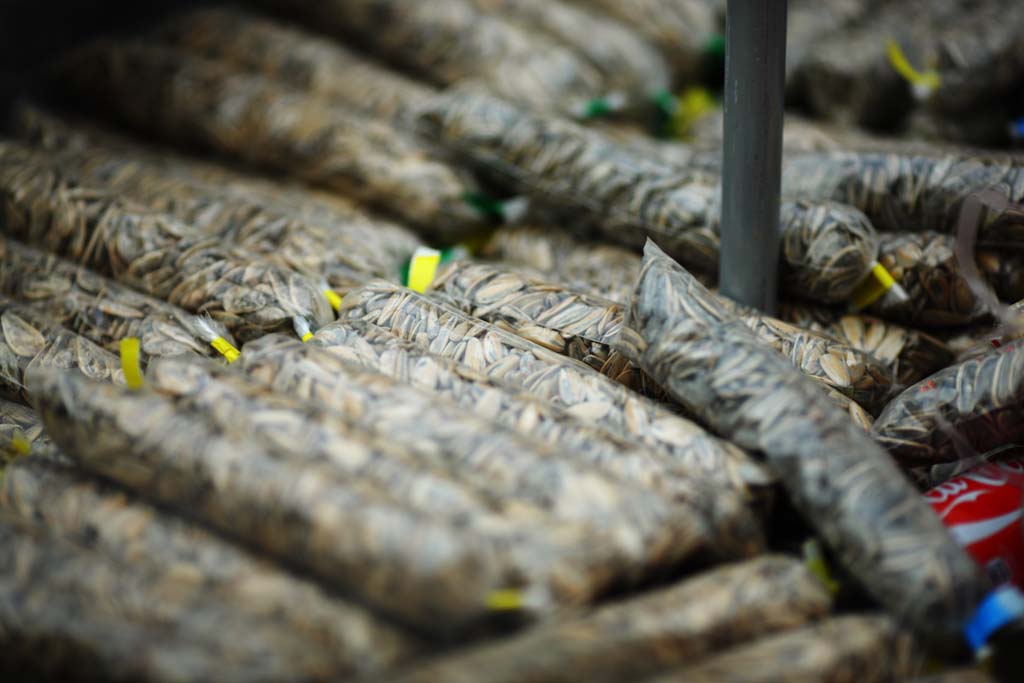 photo,material,free,landscape,picture,stock photo,Creative Commons,Sunflower seeds, , , , 
