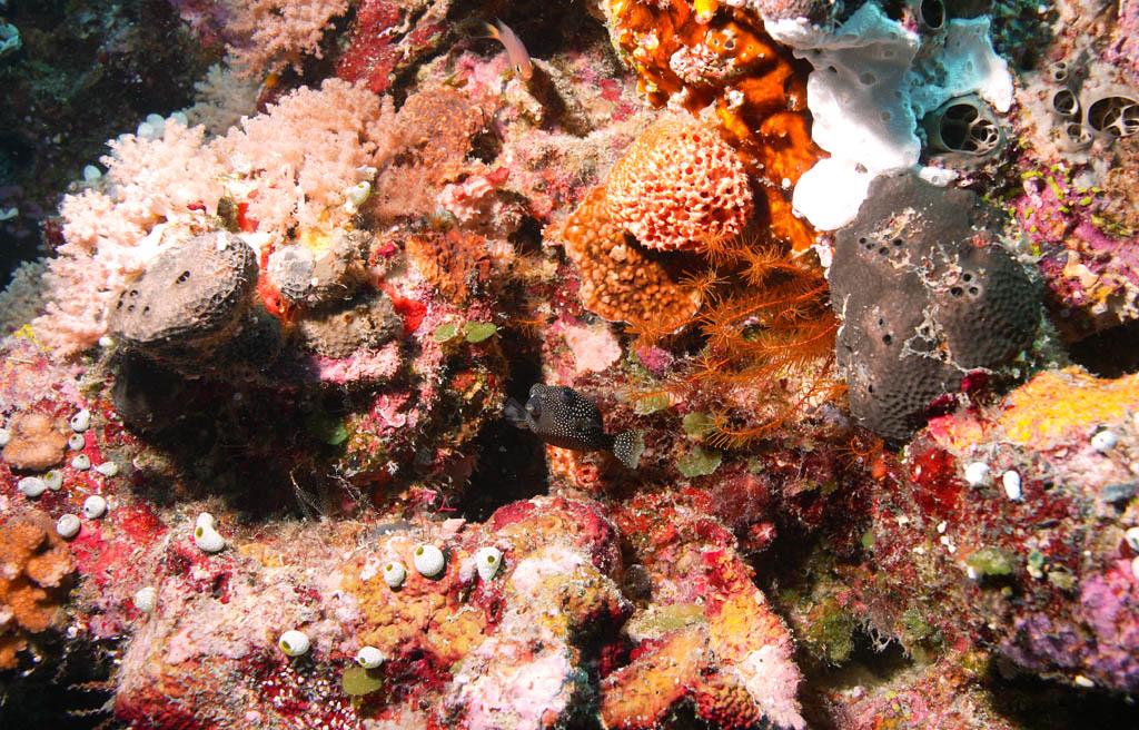 photo,material,free,landscape,picture,stock photo,Creative Commons,A spotted trunkfish and greetings, The sea, Coral, , Globefish