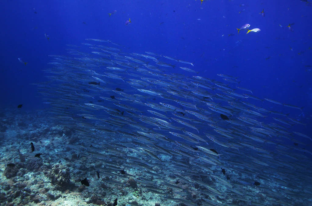 photo, la matire, libre, amnage, dcrivez, photo de la rserve,Une cole de poisson, La mer, Bleu, plante indigo, cole de poisson