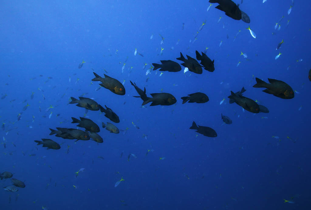 photo,material,free,landscape,picture,stock photo,Creative Commons,A school of fish, The sea, Blue, indigo plant, School of fish