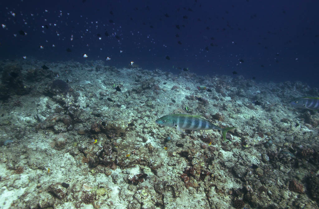 Foto, materiell, befreit, Landschaft, Bild, hat Foto auf Lager,Ein Fisch eines groen Spiels, Das Meer, Koralle, , groes Spiel