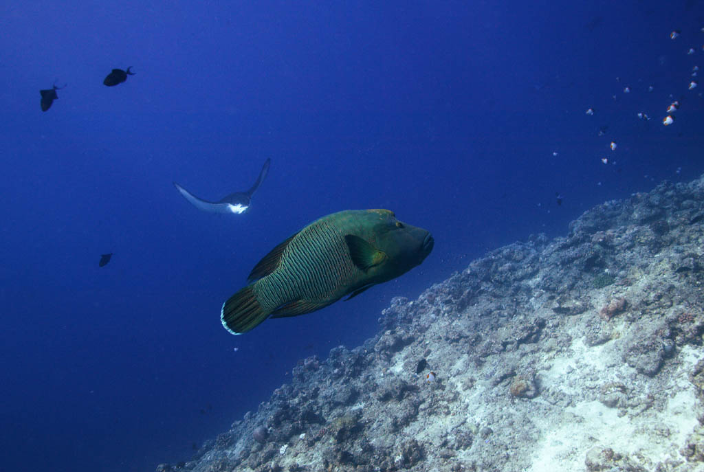 foto,tela,gratis,paisaje,fotografa,idea,Un lugar de reunin de juego importante, El mar, Peces de milhojas, Rayo de guila manchado, Buceo