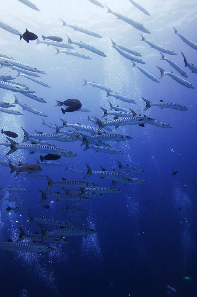 photo, la matire, libre, amnage, dcrivez, photo de la rserve,Une cole de barracuda, La mer, Grand barracuda, barracuda, cole de poisson