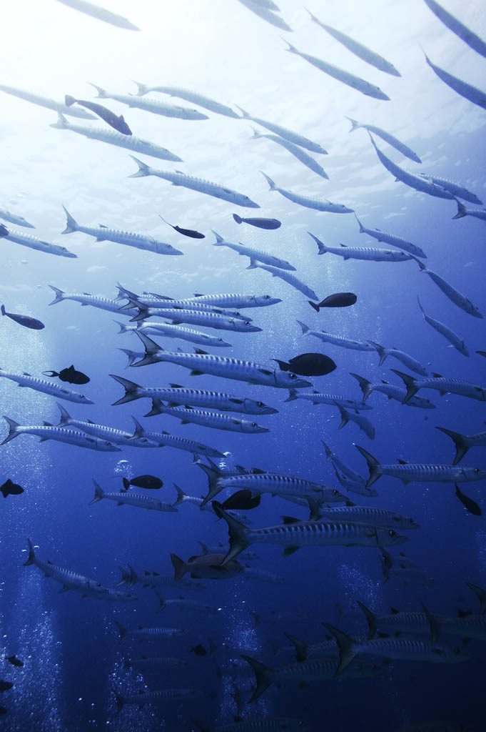 photo, la matire, libre, amnage, dcrivez, photo de la rserve,Une cole de barracuda, La mer, Grand barracuda, barracuda, cole de poisson