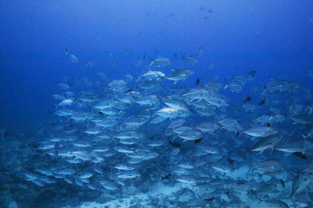 Foto, materiell, befreit, Landschaft, Bild, hat Foto auf Lager,Eine Schule der Pferdemakrelen, Das Meer, Pferdemakrele, , Die Schule des Fisches