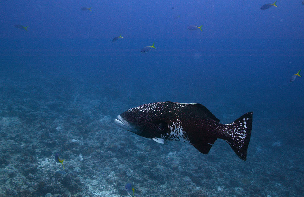 fotografia, material, livra, ajardine, imagine, proveja fotografia,Um peixe de um jogo grande, O mar, Coral, , jogo grande