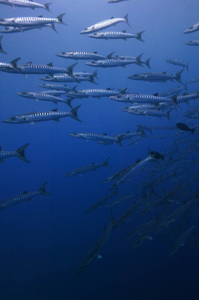 photo,material,free,landscape,picture,stock photo,Creative Commons,A school of barracuda, The sea, Great barracuda, barracuda, School of fish