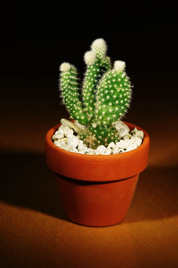 fotografia, materiale, libero il panorama, dipinga, fotografia di scorta,Un cactus interno, pianta d'appartamento, cactus, pianta messa in vaso, scheggia