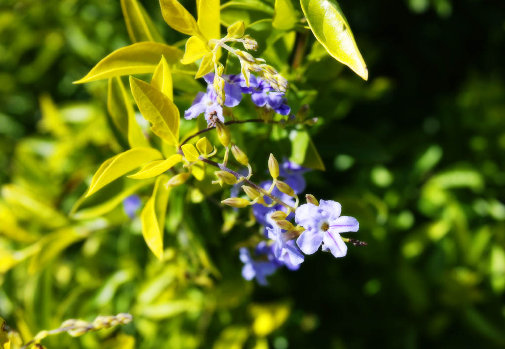 photo,material,free,landscape,picture,stock photo,Creative Commons,A southern country floret, floret, Bluish violet, The tropical zone, southern country