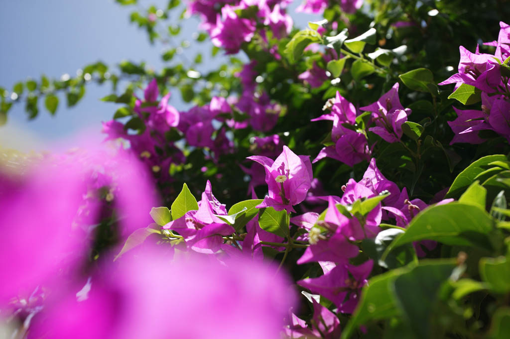 photo, la matire, libre, amnage, dcrivez, photo de la rserve,t d'un bougainvillaea, bougainvillaea, Je suis pourpre, La zone tropique, pays du sud