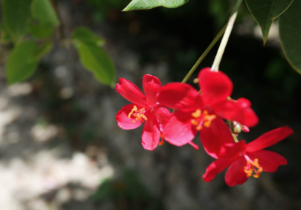 photo, la matire, libre, amnage, dcrivez, photo de la rserve,Un pays du sud fleuron rouge, fleuron, Rouge, La zone tropique, pays du sud