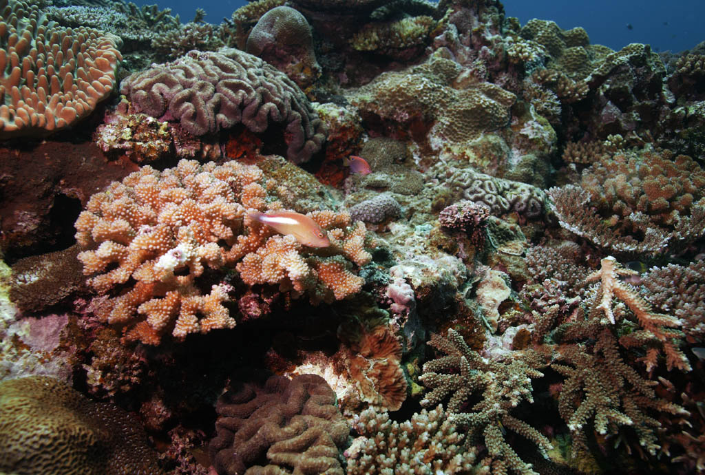 fotografia, materiale, libero il panorama, dipinga, fotografia di scorta,Il pesce che si siede a corallo, scogliera di corallo, Corallo, Nel mare, fotografia subacquea