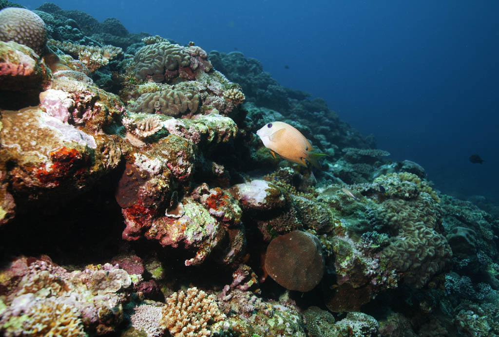 fotografia, materiale, libero il panorama, dipinga, fotografia di scorta,Un pesce di una scogliera di corallo, scogliera di corallo, Corallo, Nel mare, fotografia subacquea