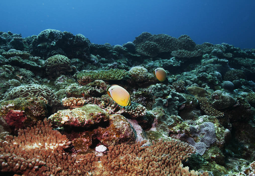 fotografia, materiale, libero il panorama, dipinga, fotografia di scorta,Pesce tropicale di una scogliera di corallo, scogliera di corallo, Corallo, Nel mare, fotografia subacquea