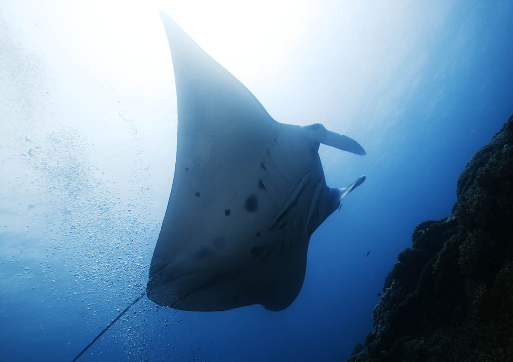 foto,tela,gratis,paisaje,fotografa,idea,Un baile de un manta, Manta, Rayo, En el mar, Fotografa submarina