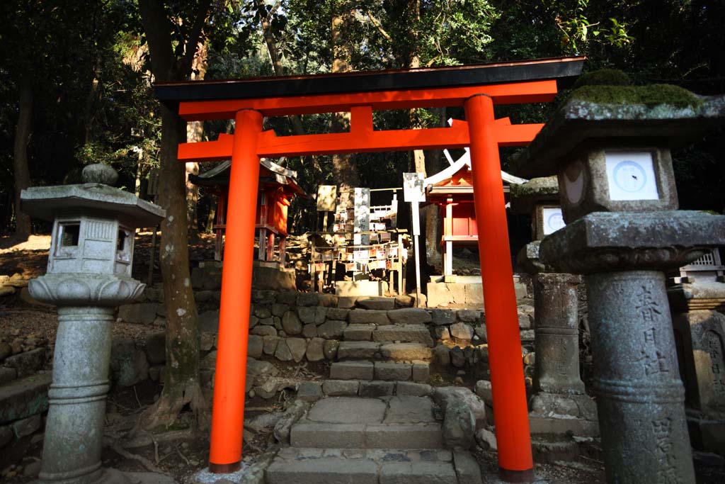 fotografia, material, livra, ajardine, imagine, proveja fotografia,Kasuga Taisha Santurio, , , , 