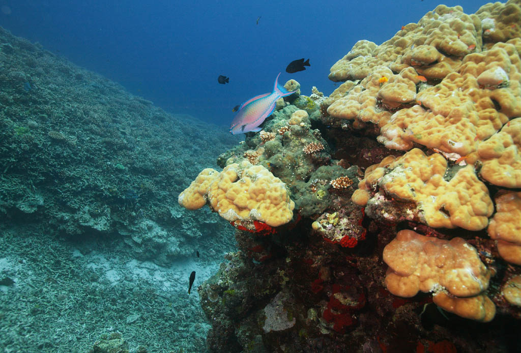 fotografia, materiale, libero il panorama, dipinga, fotografia di scorta,Pesce tropicale di una scogliera di corallo, scogliera di corallo, Corallo, Nel mare, fotografia subacquea