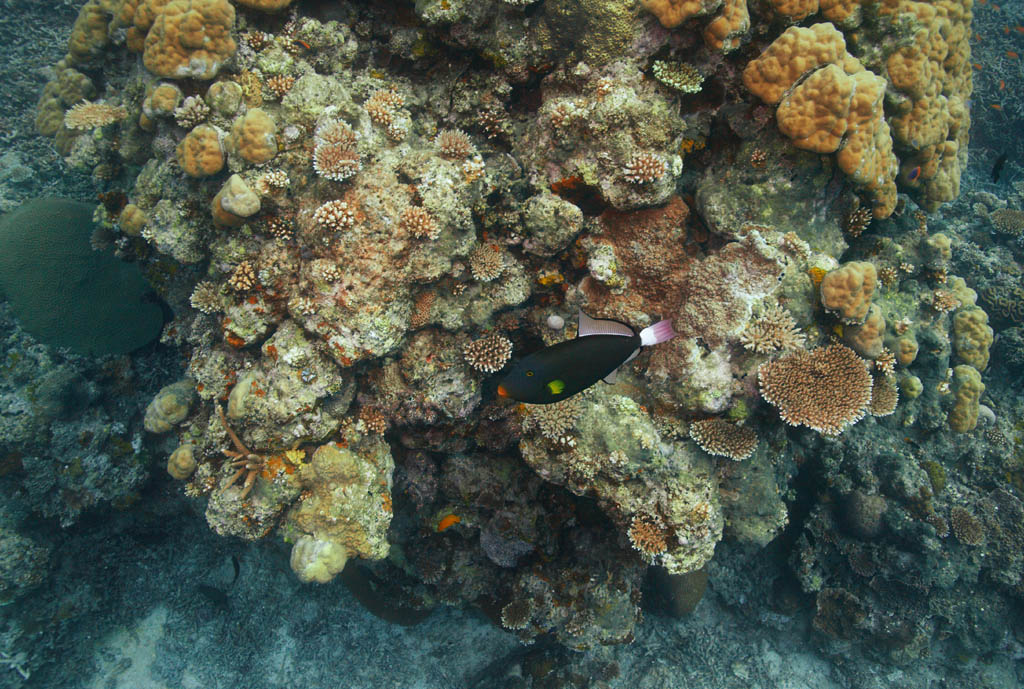 photo,material,free,landscape,picture,stock photo,Creative Commons,Tropical fish of a coral reef, coral reef, Coral, In the sea, underwater photograph