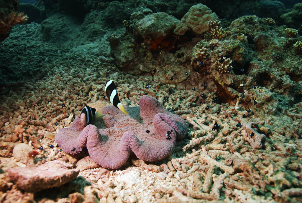 fotografia, materiale, libero il panorama, dipinga, fotografia di scorta,La la famiglia di pesce di anemone, , pesce di anemone, Nel mare, fotografia subacquea