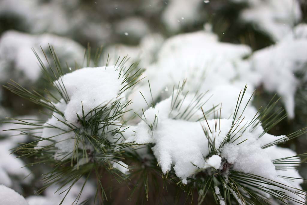 photo,material,free,landscape,picture,stock photo,Creative Commons,Snow, , , , 
