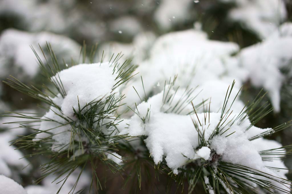 fotografia, materiale, libero il panorama, dipinga, fotografia di scorta,Neve, , , , 