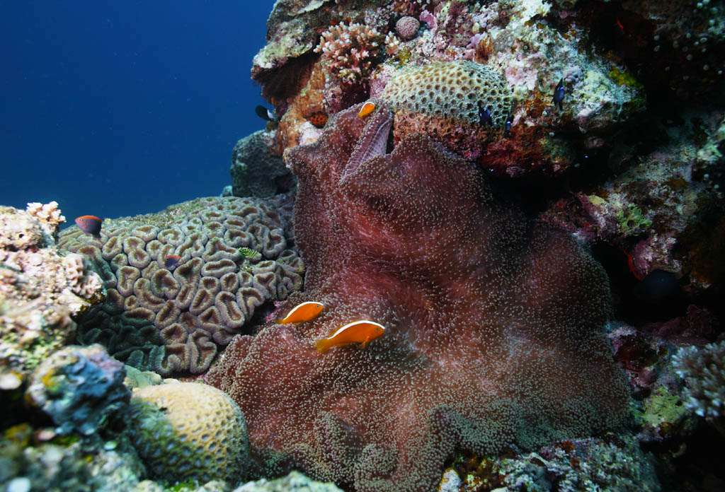 Foto, materiell, befreit, Landschaft, Bild, hat Foto auf Lager,Amphiprion clarkii, , Anemonenfisch, Im Meer, Unterwasserfoto