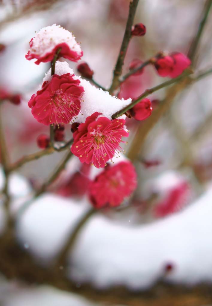 photo,material,free,landscape,picture,stock photo,Creative Commons,The snow to plum, , , , 