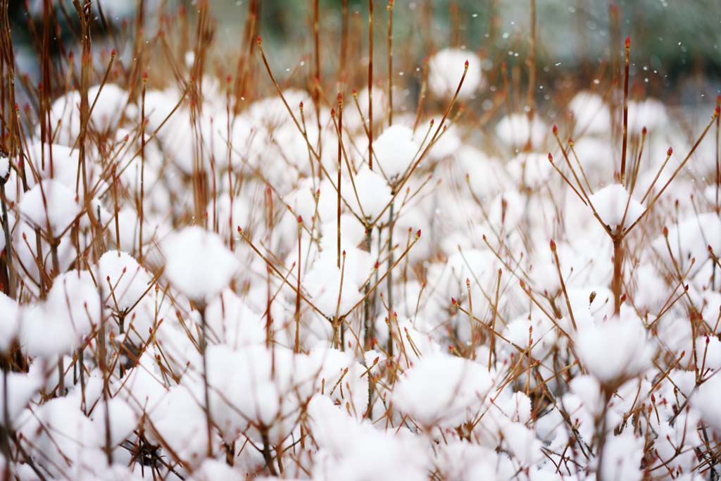 Foto, materieel, vrij, landschap, schilderstuk, bevoorraden foto,Sneeuw, , , , 