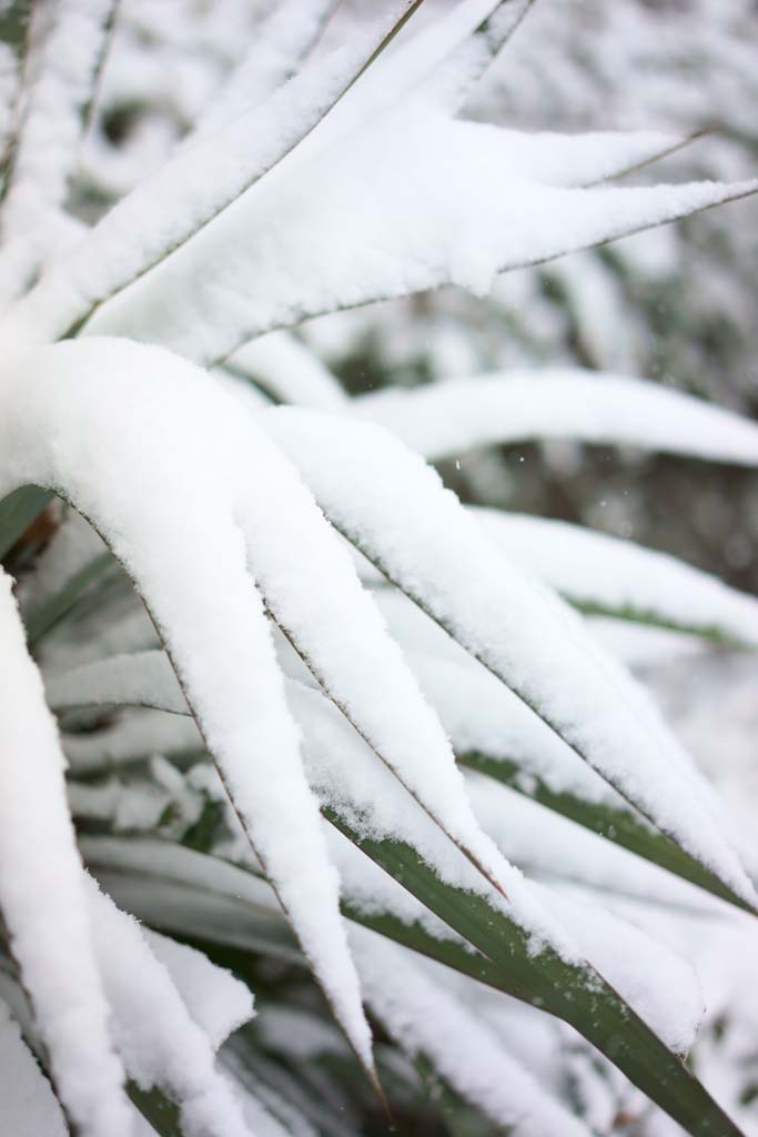 fotografia, materiale, libero il panorama, dipinga, fotografia di scorta,Neve, , , , 