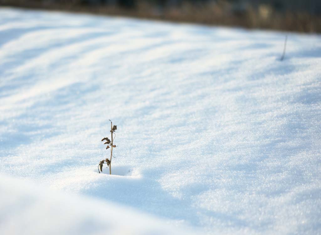 fotografia, material, livra, ajardine, imagine, proveja fotografia,Iluso de neve, , , , 